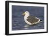 A Western Gull on the Southern California Coast-Neil Losin-Framed Photographic Print