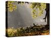 A Western Jackdaw, Corvus Monedula, in a Misty Autumn Landscape-Alex Saberi-Stretched Canvas