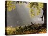 A Western Jackdaw, Corvus Monedula, in a Misty Autumn Landscape-Alex Saberi-Stretched Canvas