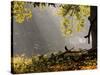 A Western Jackdaw, Corvus Monedula, in a Misty Autumn Landscape-Alex Saberi-Stretched Canvas