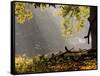 A Western Jackdaw, Corvus Monedula, in a Misty Autumn Landscape-Alex Saberi-Framed Stretched Canvas