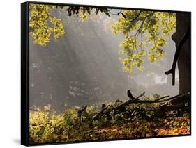 A Western Jackdaw, Corvus Monedula, in a Misty Autumn Landscape-Alex Saberi-Framed Stretched Canvas