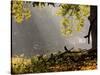 A Western Jackdaw, Corvus Monedula, in a Misty Autumn Landscape-Alex Saberi-Stretched Canvas