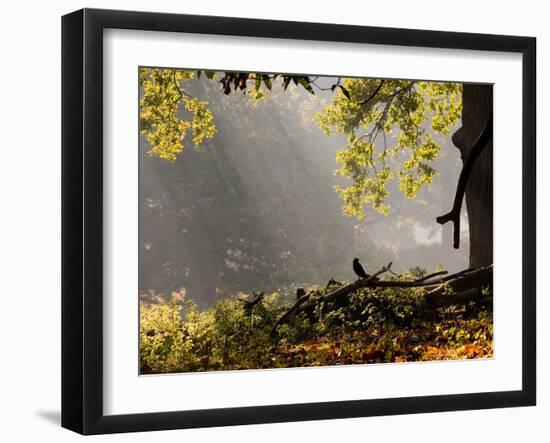 A Western Jackdaw, Corvus Monedula, in a Misty Autumn Landscape-Alex Saberi-Framed Photographic Print