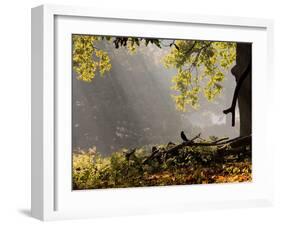 A Western Jackdaw, Corvus Monedula, in a Misty Autumn Landscape-Alex Saberi-Framed Photographic Print