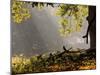 A Western Jackdaw, Corvus Monedula, in a Misty Autumn Landscape-Alex Saberi-Mounted Photographic Print