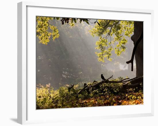 A Western Jackdaw, Corvus Monedula, in a Misty Autumn Landscape-Alex Saberi-Framed Photographic Print