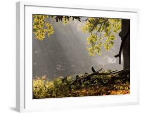 A Western Jackdaw, Corvus Monedula, in a Misty Autumn Landscape-Alex Saberi-Framed Photographic Print