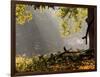 A Western Jackdaw, Corvus Monedula, in a Misty Autumn Landscape-Alex Saberi-Framed Photographic Print