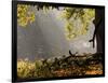 A Western Jackdaw, Corvus Monedula, in a Misty Autumn Landscape-Alex Saberi-Framed Photographic Print