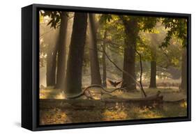 A Western Jackdaw, Corvus Monedula, Lands in Misty Forest in Autumn-Alex Saberi-Framed Stretched Canvas