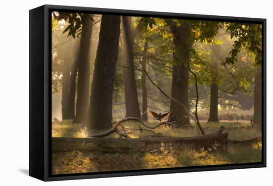 A Western Jackdaw, Corvus Monedula, Lands in Misty Forest in Autumn-Alex Saberi-Framed Stretched Canvas