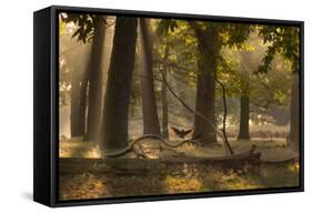 A Western Jackdaw, Corvus Monedula, Lands in Misty Forest in Autumn-Alex Saberi-Framed Stretched Canvas