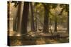 A Western Jackdaw, Corvus Monedula, Lands in Misty Forest in Autumn-Alex Saberi-Stretched Canvas