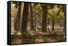 A Western Jackdaw, Corvus Monedula, Lands in Misty Forest in Autumn-Alex Saberi-Framed Stretched Canvas