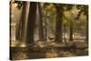 A Western Jackdaw, Corvus Monedula, Lands in Misty Forest in Autumn-Alex Saberi-Stretched Canvas