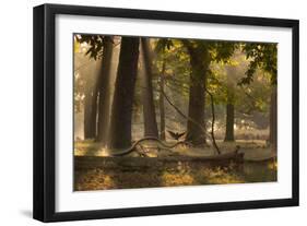 A Western Jackdaw, Corvus Monedula, Lands in Misty Forest in Autumn-Alex Saberi-Framed Premium Photographic Print