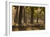 A Western Jackdaw, Corvus Monedula, Lands in Misty Forest in Autumn-Alex Saberi-Framed Premium Photographic Print