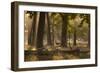 A Western Jackdaw, Corvus Monedula, Lands in Misty Forest in Autumn-Alex Saberi-Framed Photographic Print