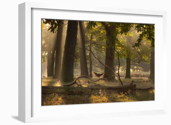 A Western Jackdaw, Corvus Monedula, Lands in Misty Forest in Autumn-Alex Saberi-Framed Photographic Print