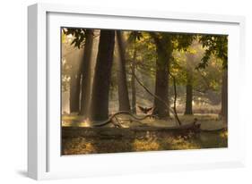 A Western Jackdaw, Corvus Monedula, Lands in Misty Forest in Autumn-Alex Saberi-Framed Photographic Print