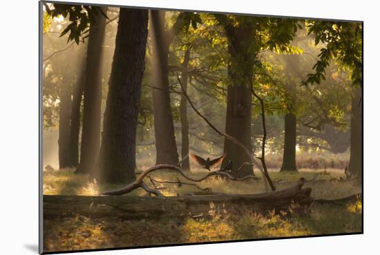 A Western Jackdaw, Corvus Monedula, Lands in Misty Forest in Autumn-Alex Saberi-Mounted Photographic Print