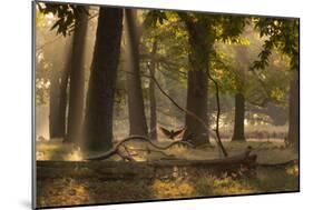 A Western Jackdaw, Corvus Monedula, Lands in Misty Forest in Autumn-Alex Saberi-Mounted Photographic Print