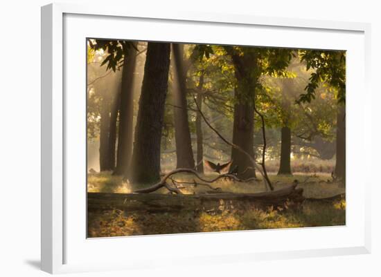 A Western Jackdaw, Corvus Monedula, Lands in Misty Forest in Autumn-Alex Saberi-Framed Photographic Print