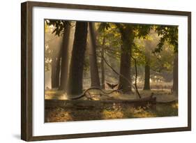 A Western Jackdaw, Corvus Monedula, Lands in Misty Forest in Autumn-Alex Saberi-Framed Photographic Print