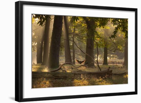 A Western Jackdaw, Corvus Monedula, Lands in Misty Forest in Autumn-Alex Saberi-Framed Photographic Print