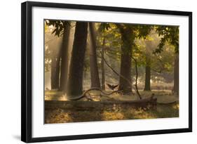 A Western Jackdaw, Corvus Monedula, Lands in Misty Forest in Autumn-Alex Saberi-Framed Photographic Print