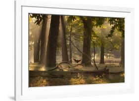 A Western Jackdaw, Corvus Monedula, Lands in Misty Forest in Autumn-Alex Saberi-Framed Photographic Print