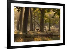 A Western Jackdaw, Corvus Monedula, Lands in Misty Forest in Autumn-Alex Saberi-Framed Photographic Print