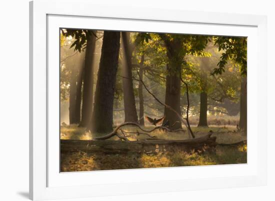 A Western Jackdaw, Corvus Monedula, Lands in Misty Forest in Autumn-Alex Saberi-Framed Photographic Print