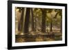 A Western Jackdaw, Corvus Monedula, Lands in Misty Forest in Autumn-Alex Saberi-Framed Photographic Print