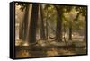 A Western Jackdaw, Corvus Monedula, Lands in Misty Forest in Autumn-Alex Saberi-Framed Stretched Canvas