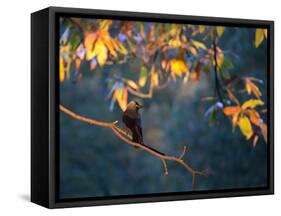 A Western Jackdaw, Corvus Monedula, on a Branch at Sunrise-Alex Saberi-Framed Stretched Canvas