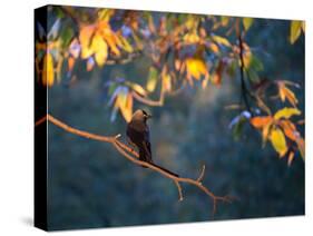 A Western Jackdaw, Corvus Monedula, on a Branch at Sunrise-Alex Saberi-Stretched Canvas