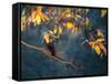 A Western Jackdaw, Corvus Monedula, on a Branch at Sunrise-Alex Saberi-Framed Stretched Canvas