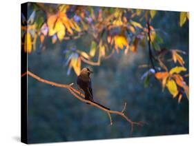 A Western Jackdaw, Corvus Monedula, on a Branch at Sunrise-Alex Saberi-Stretched Canvas
