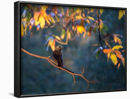 A Western Jackdaw, Corvus Monedula, on a Branch at Sunrise-Alex Saberi-Framed Photographic Print