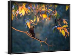 A Western Jackdaw, Corvus Monedula, on a Branch at Sunrise-Alex Saberi-Framed Photographic Print