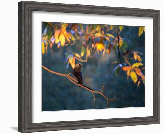 A Western Jackdaw, Corvus Monedula, on a Branch at Sunrise-Alex Saberi-Framed Photographic Print