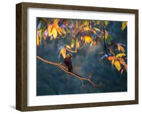 A Western Jackdaw, Corvus Monedula, on a Branch at Sunrise-Alex Saberi-Framed Photographic Print