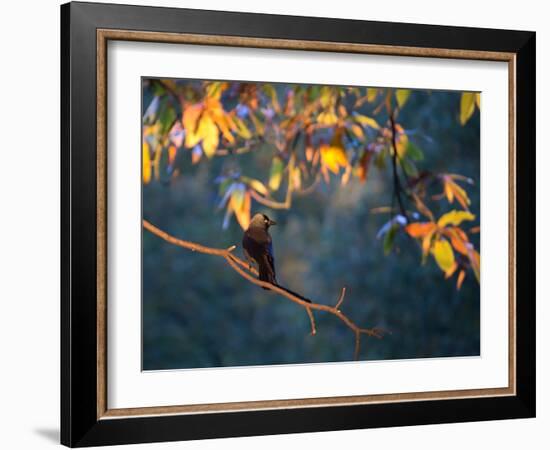 A Western Jackdaw, Corvus Monedula, on a Branch at Sunrise-Alex Saberi-Framed Photographic Print