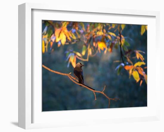 A Western Jackdaw, Corvus Monedula, on a Branch at Sunrise-Alex Saberi-Framed Photographic Print