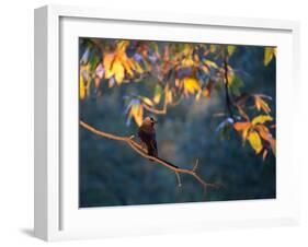 A Western Jackdaw, Corvus Monedula, on a Branch at Sunrise-Alex Saberi-Framed Photographic Print