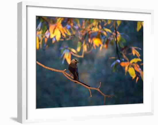 A Western Jackdaw, Corvus Monedula, on a Branch at Sunrise-Alex Saberi-Framed Photographic Print