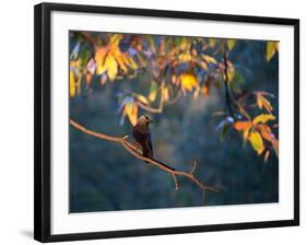 A Western Jackdaw, Corvus Monedula, on a Branch at Sunrise-Alex Saberi-Framed Photographic Print