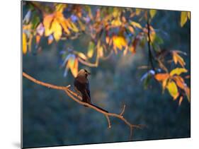 A Western Jackdaw, Corvus Monedula, on a Branch at Sunrise-Alex Saberi-Mounted Photographic Print
